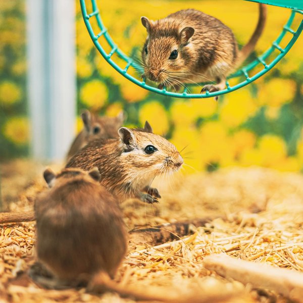 Can You Teach a Gerbil to Run an Obstacle Course, and What Are the Benefits?